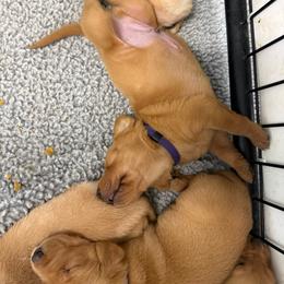 Purple - Yellow male Labrador Retriever puppy in Derby, Kansas from Wheatland Retrievers