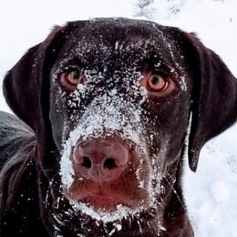 Labrador Retriever puppies from Fritz Pointing Labs