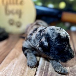 Silver Merle male - Merle male Labradoodle puppy in Kingston, Georgia from CC Familydoodles