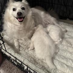 American Eskimo Dog Puppies from Bella's American Eskimos