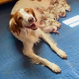 Brittany Puppies from Sandstone Brittanys
