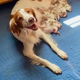 Brittany Puppies from Sandstone Brittanys