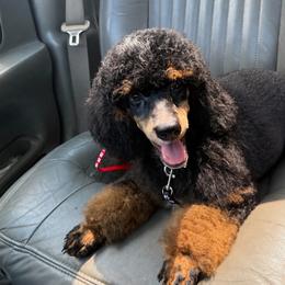 Augustus - Phantom male Poodle puppy in Greeneville, Tennessee from Smokey Mountain Sheepadoodles