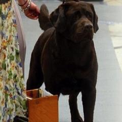Labrador Retriever All Grown Up from EverOak Labradors