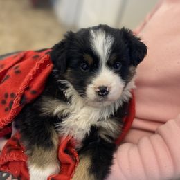 Aussiedoodles, Bulldogs, and Miniature American Shepherds from Myers Desert Doodles
