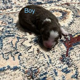 Brown tri - male Australian Mountain Doodle puppy in Blue Springs, Missouri from Jeanie’s Doodles