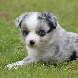 Miniature Australian Shepherds and Toy Australian Shepherds from J and B Mini Aussies