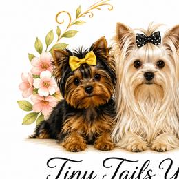 Yorkshire Terriers from Breanna Sims