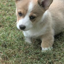 Pumpkin - Sable female Pembroke Welsh Corgi puppy in Garden Grove, California from Corgi Noodles Garden