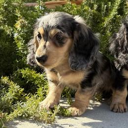 Dapple male - Dapple male Dachshund puppy in San Diego, California from San Diego Dachshunds