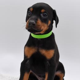 Green collar female - Black and rust female Doberman Pinscher puppy in Lafayette, Louisiana from Indah Lux Dobermans