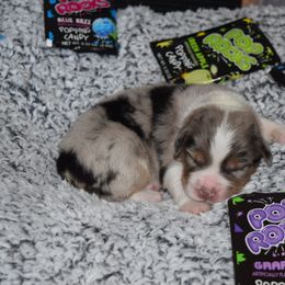 Australian Shepherd Puppies from Faith Built Ranch