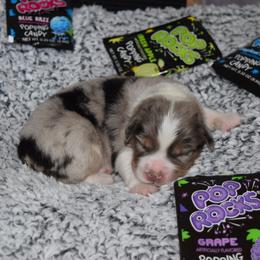 Australian Shepherd Puppies from Faith Built Ranch