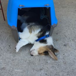 Pembroke Welsh Corgi Puppies from Rain City Corgis