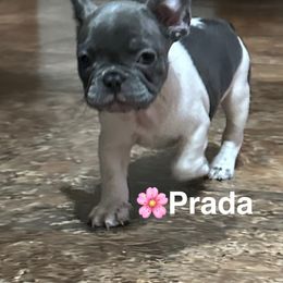 Prada - White and brindle female French Bulldog puppy in Tuscaloosa, Alabama from Tuscaloosa Frenchies