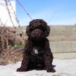 Purple - Chocolate female Australian Labradoodle puppy in Williamstown, New York from Lewis Manor Labradoodles