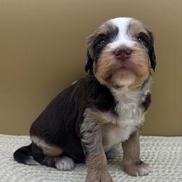 Rocky Road (Rocky) - Merle male Bernedoodle puppy in Hendersonville, North Carolina from Kim's Cove