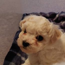 Bichon Frise Puppies from JMs Bichons