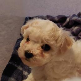 Bichon Frise Puppies from JMs Bichons