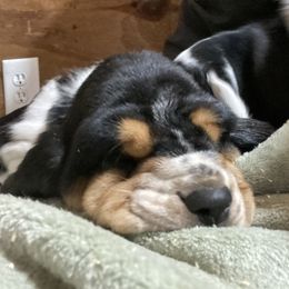 Basset Hound Puppies from Angus Acres Basset Hounds
