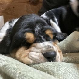 Basset Hound Puppies from Angus Acres Basset Hounds