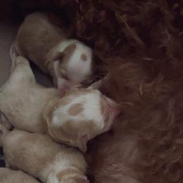 Female 1 - Apricot female Maltipoo puppy in Vancouver, Washington from Pnwfamilydoodles