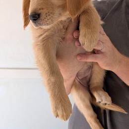 Orange - Golden female Golden Retriever puppy in San Tan Valley, Arizona from Top Gun Golden Retrievers