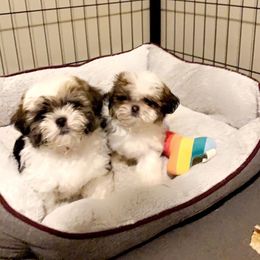 Goldendoodle and Shih Tzu Puppies from Shihtzuandoodlenc.LLC