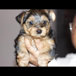 Yorkshire Terrier puppies from Evelyn's Yorkies