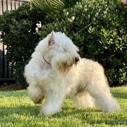 D Angelo's Snow - White male Miniature Schnauzer puppy in Wildomar, California from My Angel Schnauzers