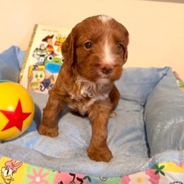 Buzz - Red male Australian Labradoodle puppy in Orange, California from Little Kingdom Doodles