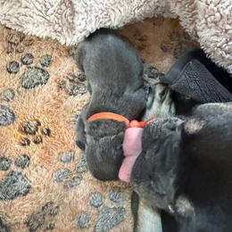 Glen - Blue male French Bulldog puppy in Philadelphia, Pennsylvania from Kiki Leigh Frenchies