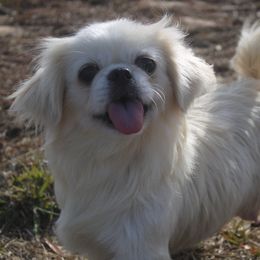 Sue - Pekingese