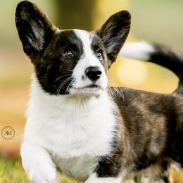 Cardigan Welsh Corgis from K9 Pawzbilities