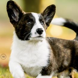Cardigan Welsh Corgis from K9 Pawzbilities