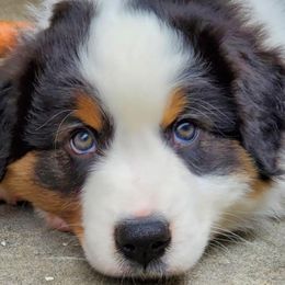 Australian Shepherds from Western Heritage Australian Shepherds