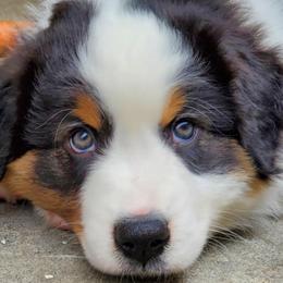 Australian Shepherds from Western Heritage Australian Shepherds