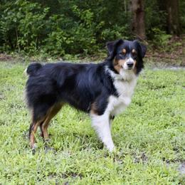 Australian Shepherd and Miniature Australian Shepherd All Grown Up from The Great Bambino SunState Aussies!