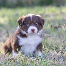 Sweet Potato - Red tri-color female Miniature American Shepherd puppy in Stephenville, Texas from Diamond H Aussies