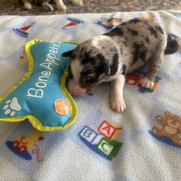 Valentino - Blue merle male Australian Shepherd puppy in Cypress, Texas from Cypress Aussies