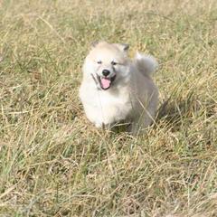 Icelandic Sheepdog Puppies from Valhalla Icelandic Sheepdogs