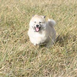 Icelandic Sheepdog Puppies from Valhalla Icelandic Sheepdogs