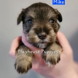 Mike - Liver male Miniature Schnauzer puppy in Lebanon, Missouri from Playhouse Puppies