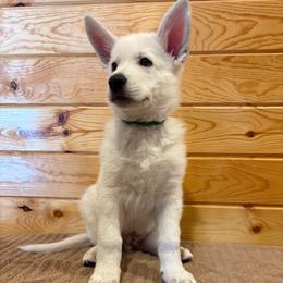 Green Collar  (Maurice) - White male Berger Blanc Suisse puppy in Rice Lake, Wisconsin from Windswept White Swiss Shepherds