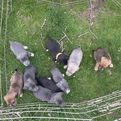 Mountain Cur Puppies from Walnut Ridge Mountain Curs