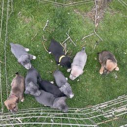 Mountain Cur Puppies from Walnut Ridge Mountain Curs