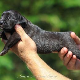 Capa - Black female Cane Corso puppy in Cable, Ohio from Americana Cane Corso