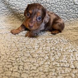 Toffee - Dapple female Dachshund puppy in Pollok, Texas from Magnolia Kennels