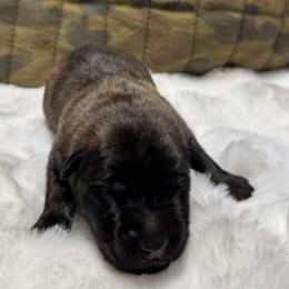 Mason - Black brindle male Dutch Shepherd puppy in Watertown, Connecticut from APACHEK9