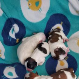 Shih Tzu Puppies from Furever Hometown Shih Tzu